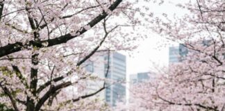 Cherry Blossom Season in Japan April 2026: What to Expect and Enjoy