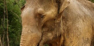 An adult elephant stands protectively over its calf on bare ground at the edge of woodland