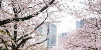 Cherry Blossom Season in Japan April 2026: What to Expect and Enjoy People picnic on blue mats beneath cherry blossom trees in a Tokyo park, office towers behind