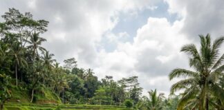 Visitors walk the narrow paths of Bali's terraced rice paddies beneath palms and cloud