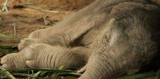 SAMUI ELEPHANT HAVEN NAMED A LITTLE BABY BOY ELEPHANT