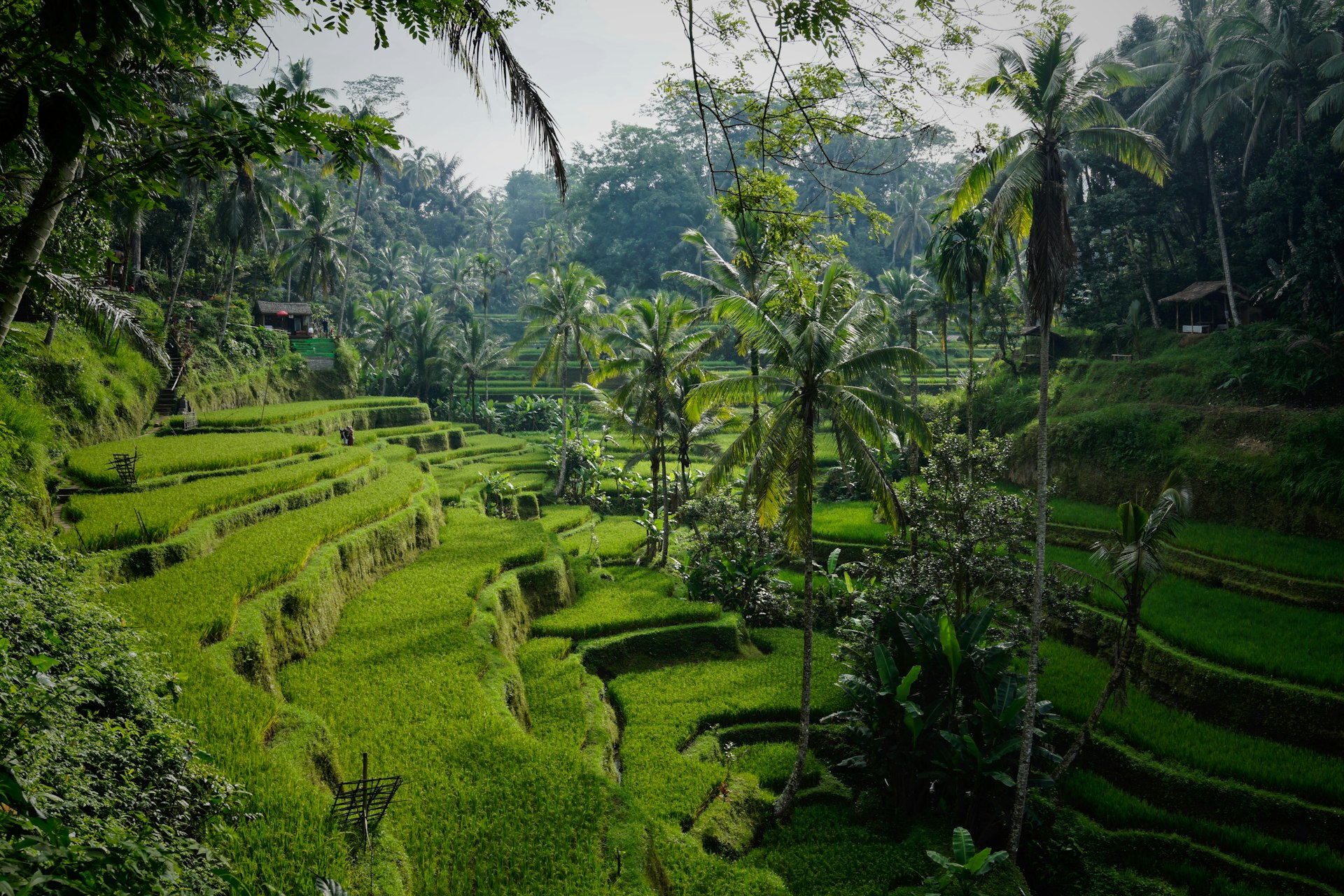 Green rice terraces with palm trees in Bali, watered by the subak system