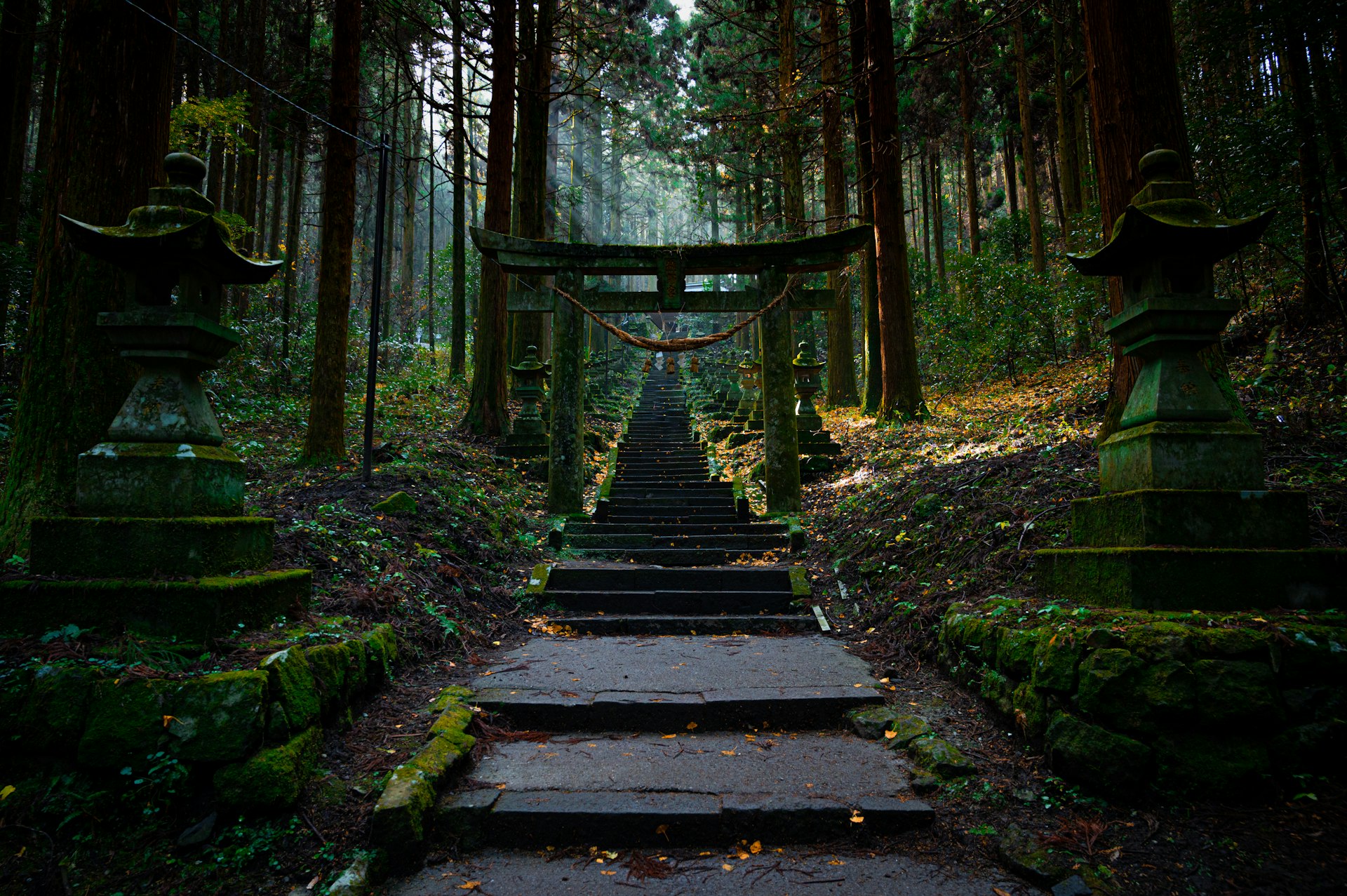 Stone steps leading up to a torii gate at a Shinto shrine in a mossy forest in Japan