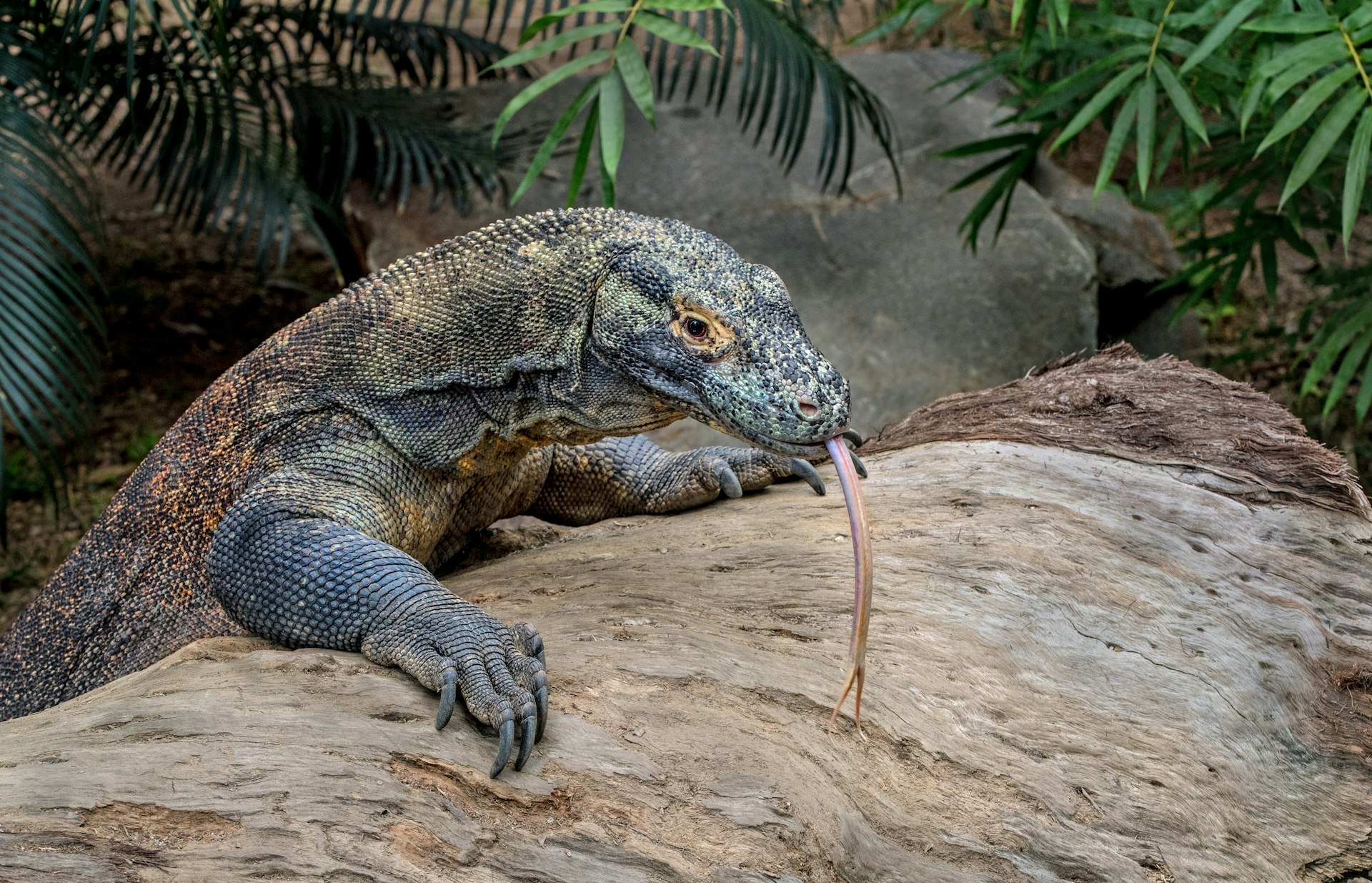 Komodo dragon on the ground in Komodo National Park, Indonesia