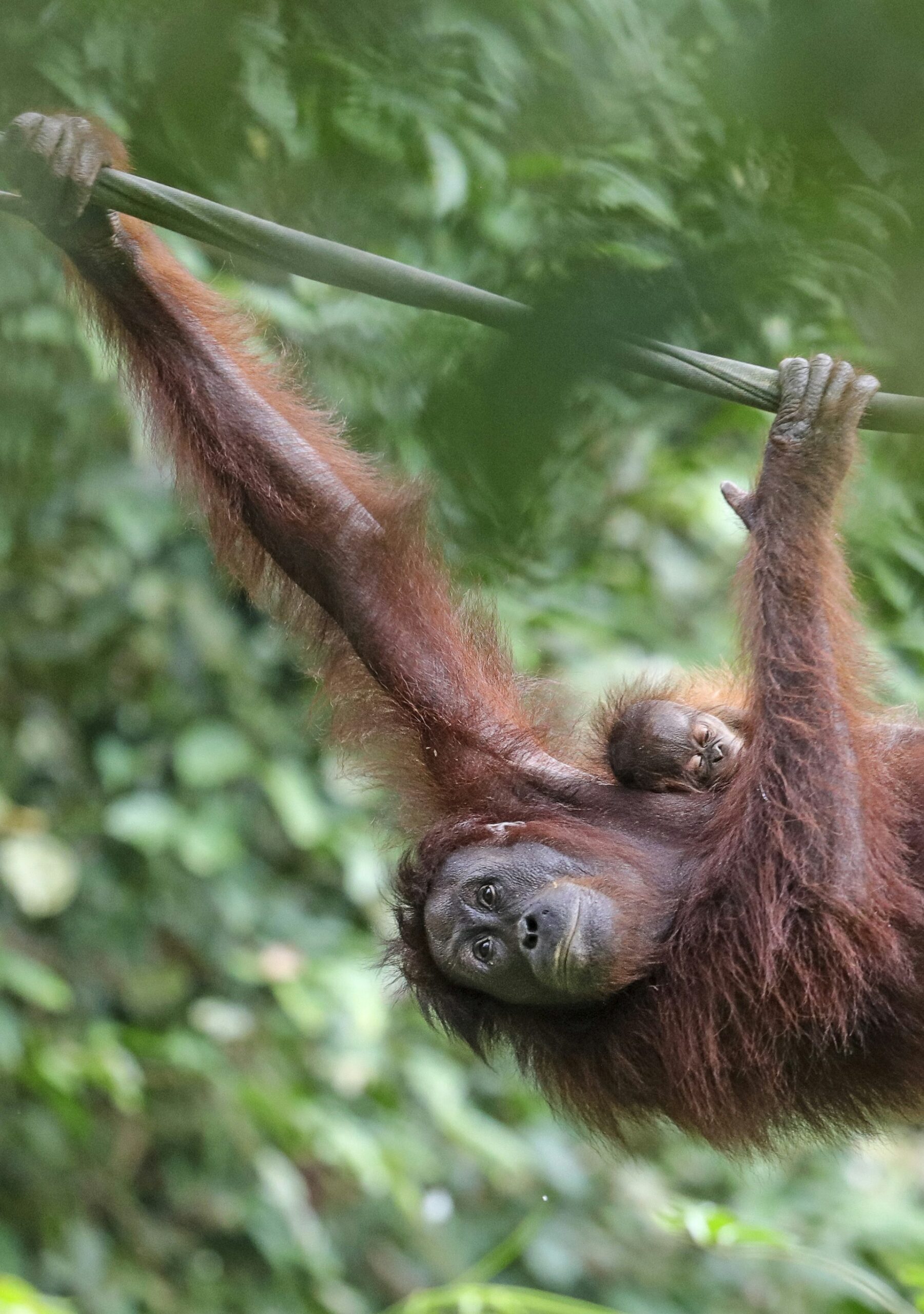Orangutan climbing at Sepilok Orangutan Rehabilitation Centre in Sabah, Malaysian Borneo